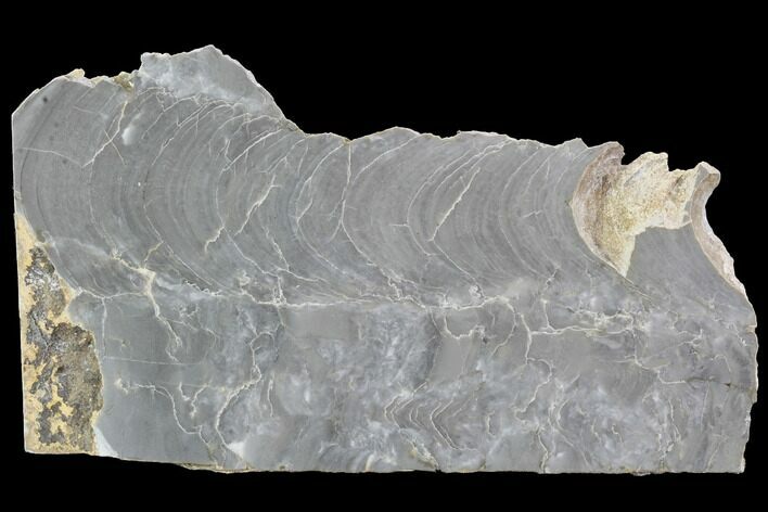 Polished Stromatolite (Kussiella) Slab - Russia #91818